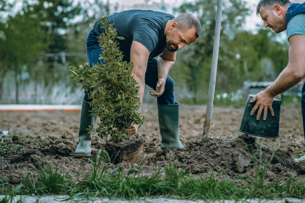 Best Artificial Turf Installation  in Crystal Lake, CT